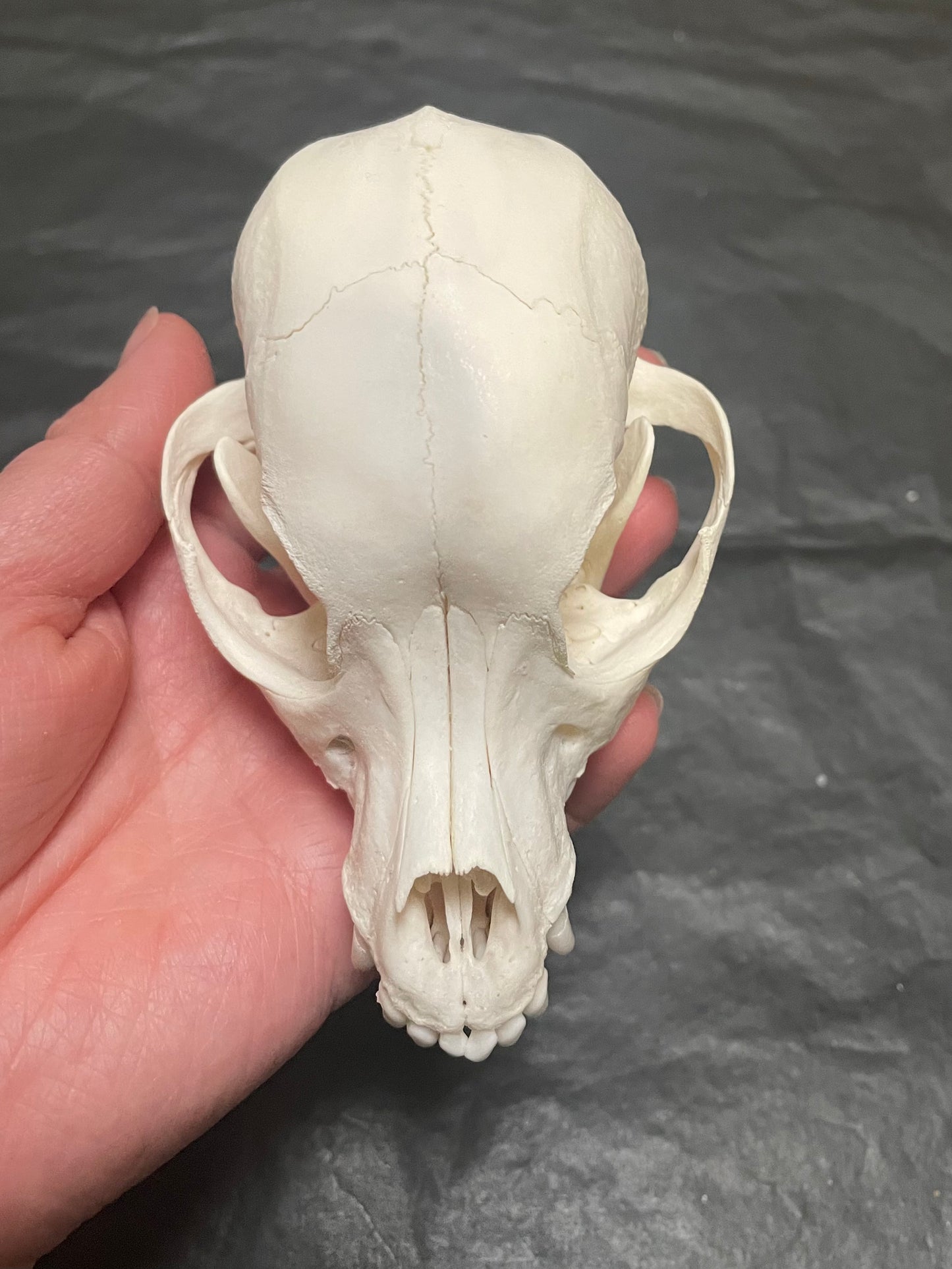 Domestic Dog Skull