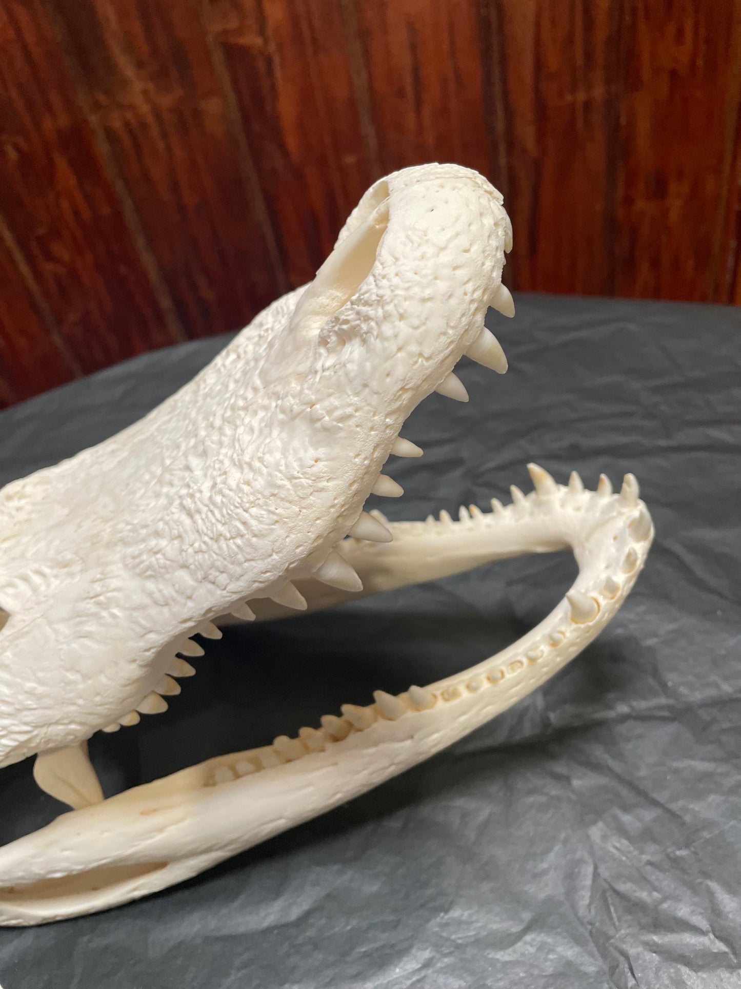 Alligator Skulls