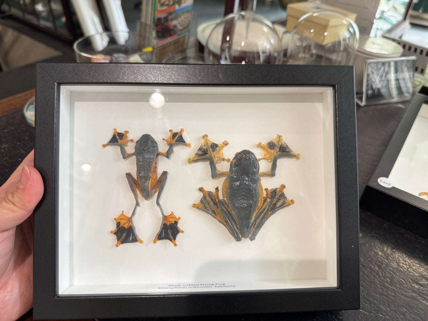 Flying Frog