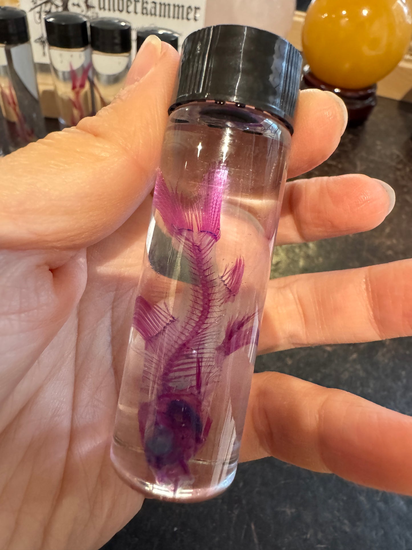 Diaphonised Rainbow Shark