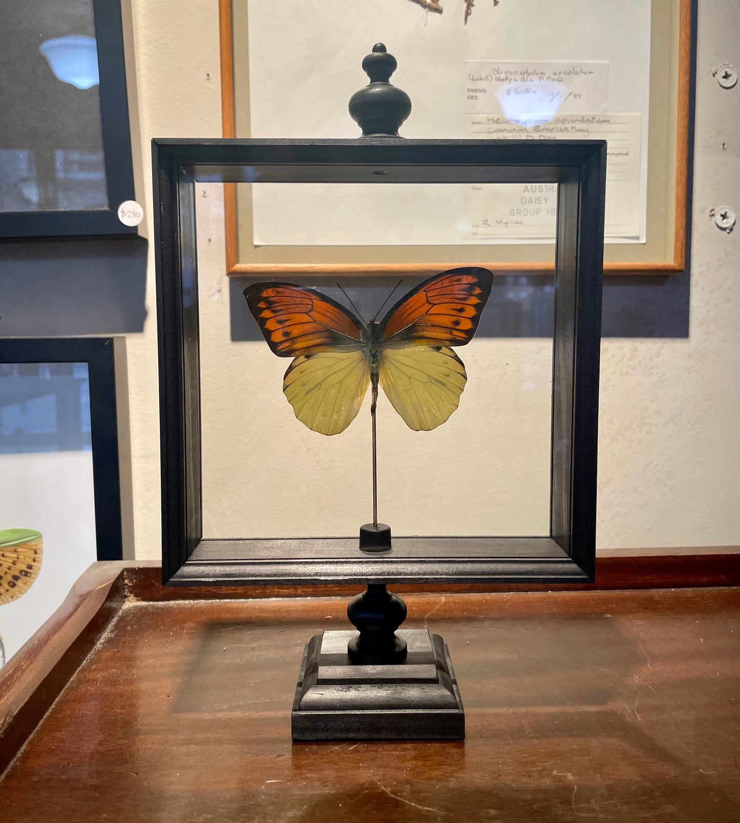 Butterflies in Parisian frame