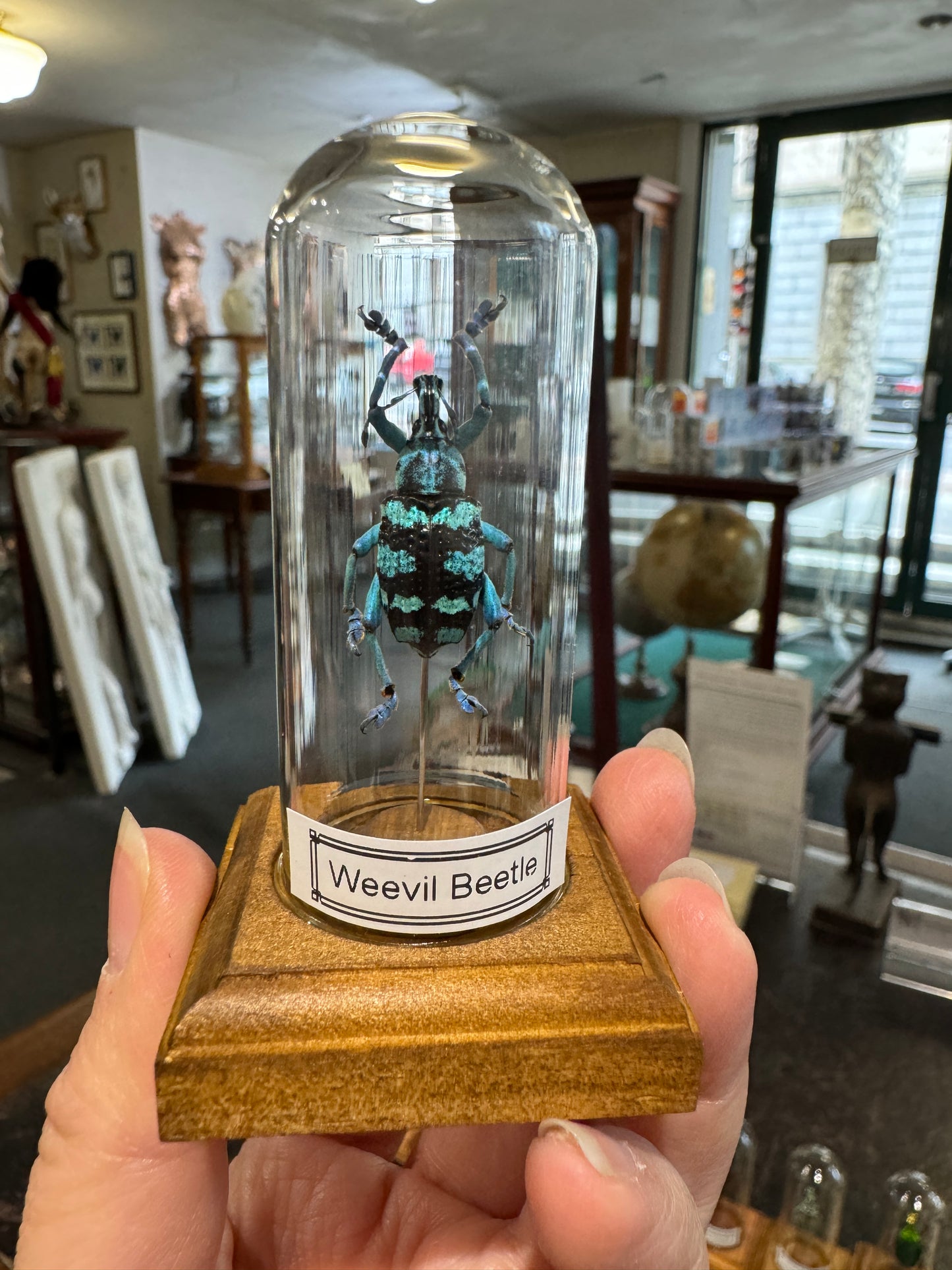Beetles in little glass dome