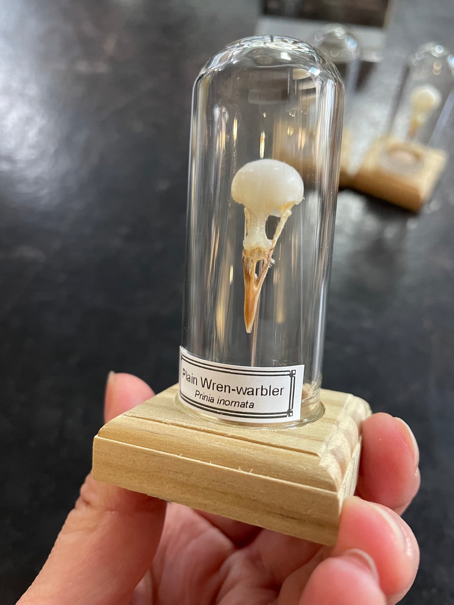 Plain wren-warbler skull