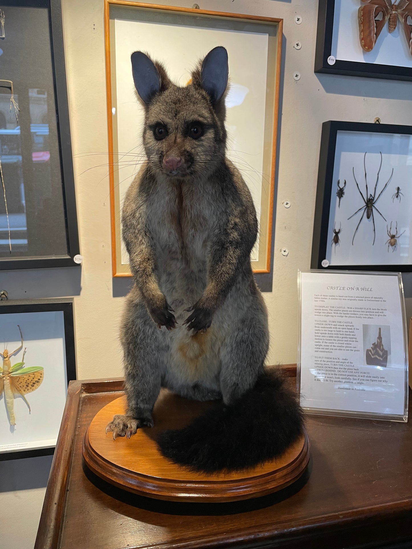 Taxidermy Brushtail Possum