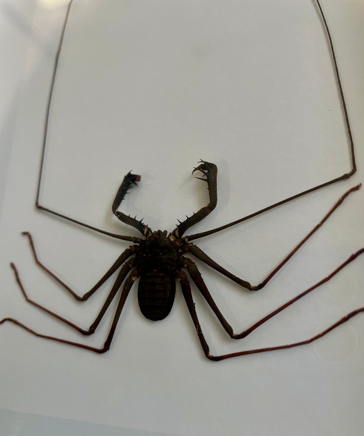 Cave spider