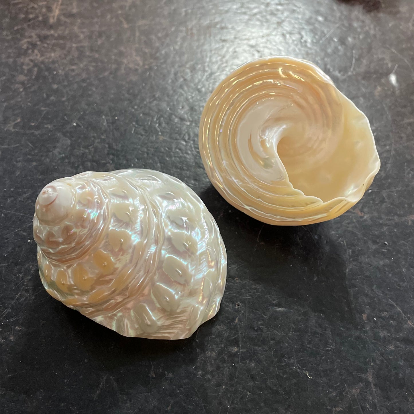 Pearlised Wavy Top Turbo Shell