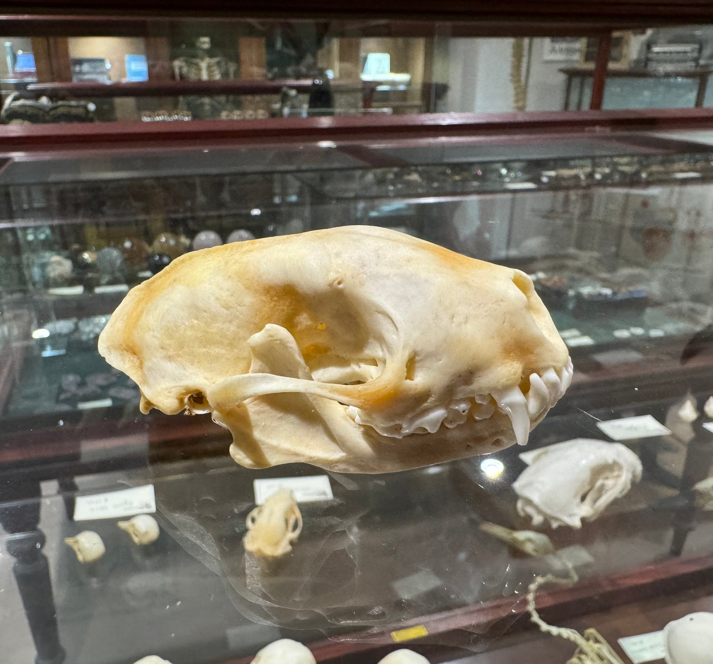 Skunk skull