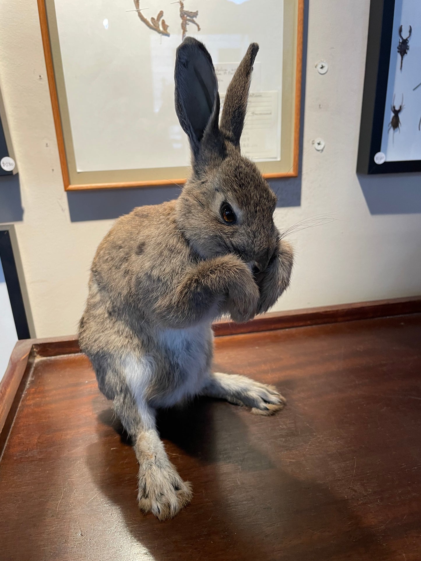 Bunny Rabbit