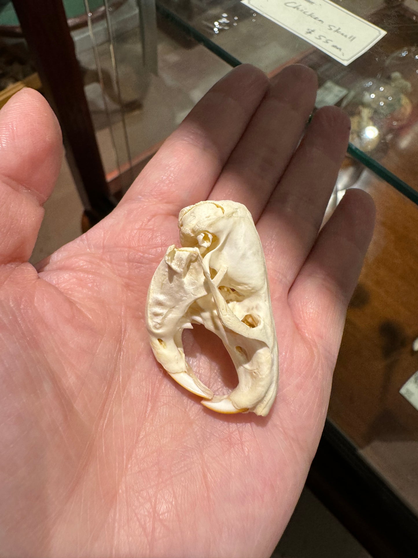 Pocket gopher skull