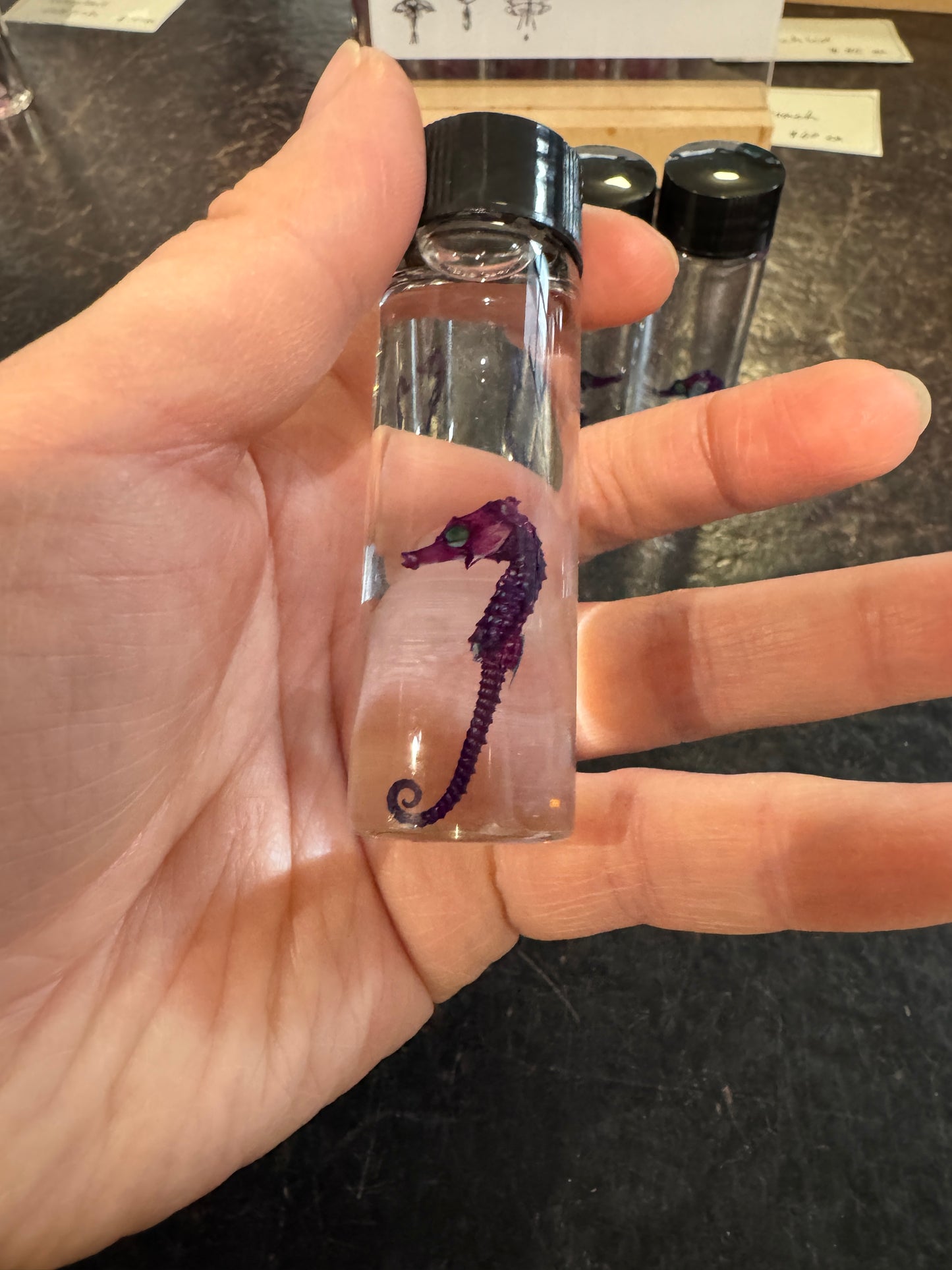 Diaphonised Seahorses