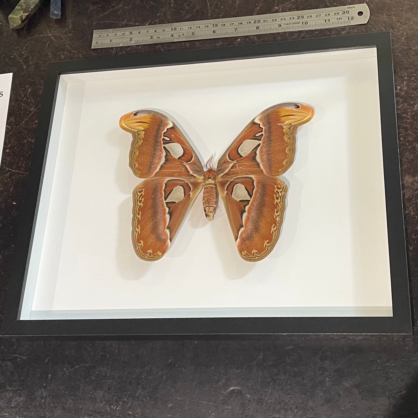 Very large Giant Atlas Moth