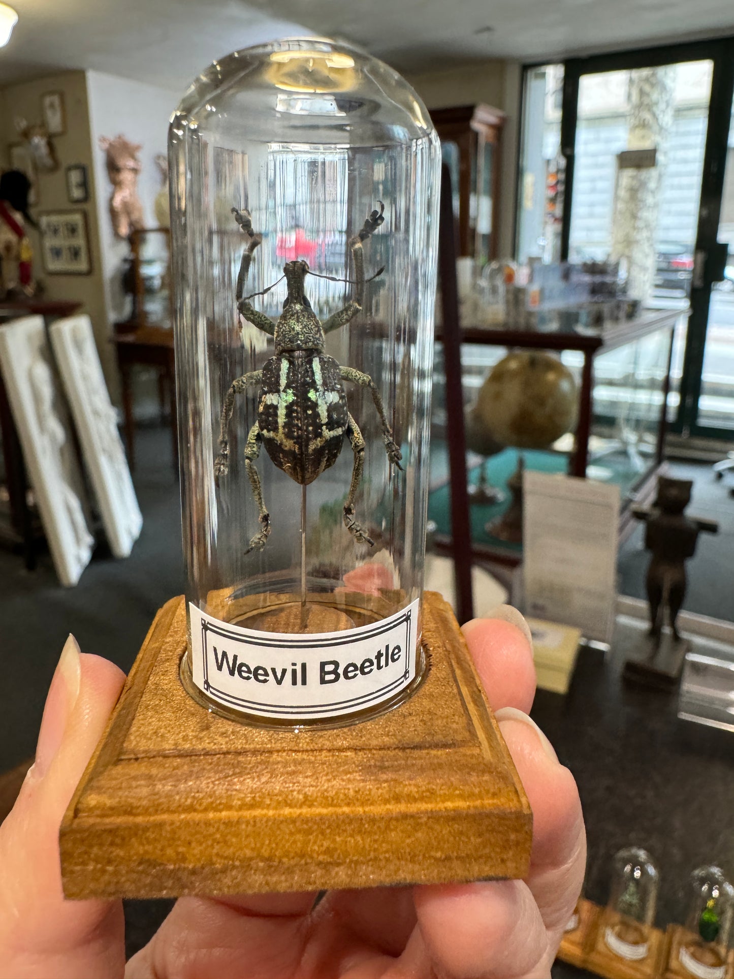 Beetles in little glass dome