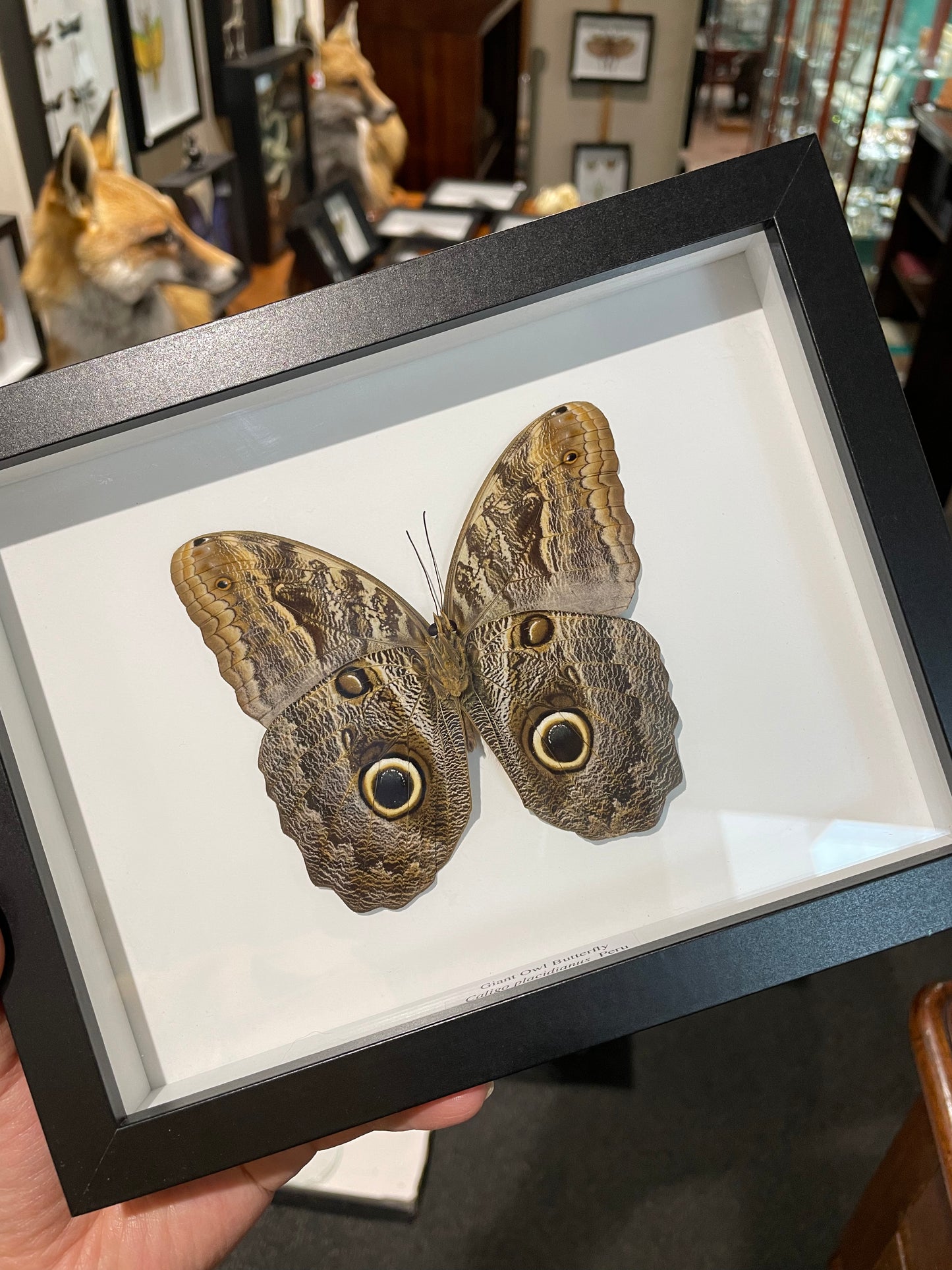 Owl Butterfly