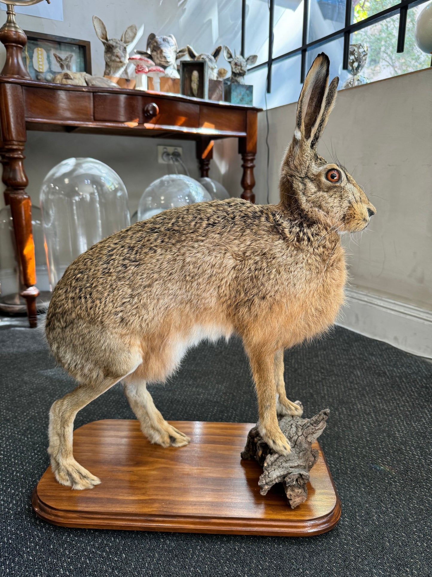 Taxidermy Hare
