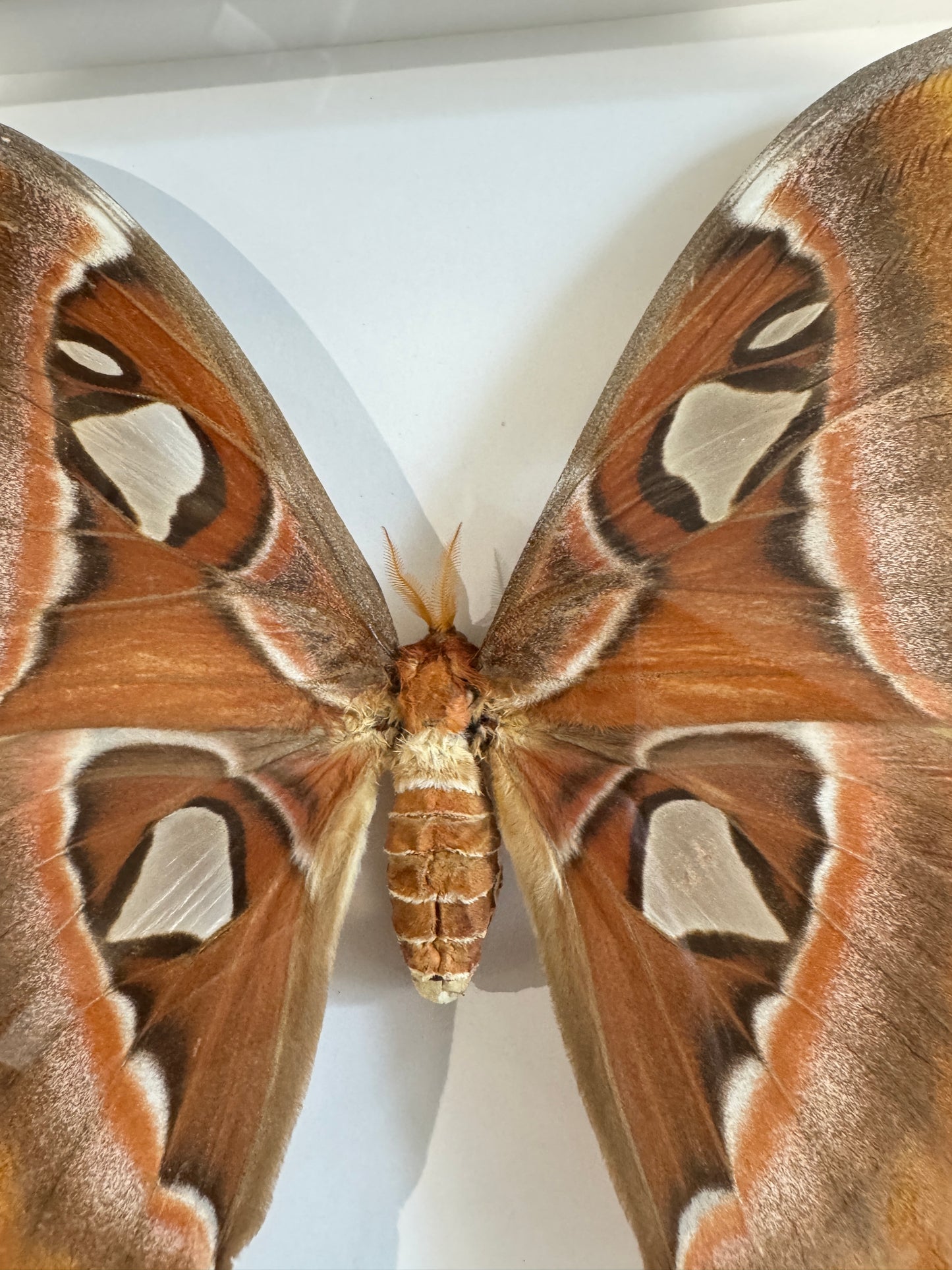 Atlas Moth