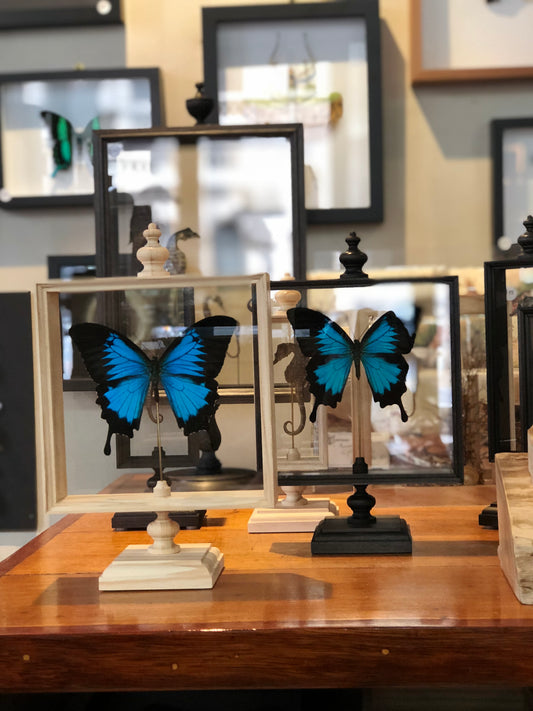 Butterflies in Parisian frame