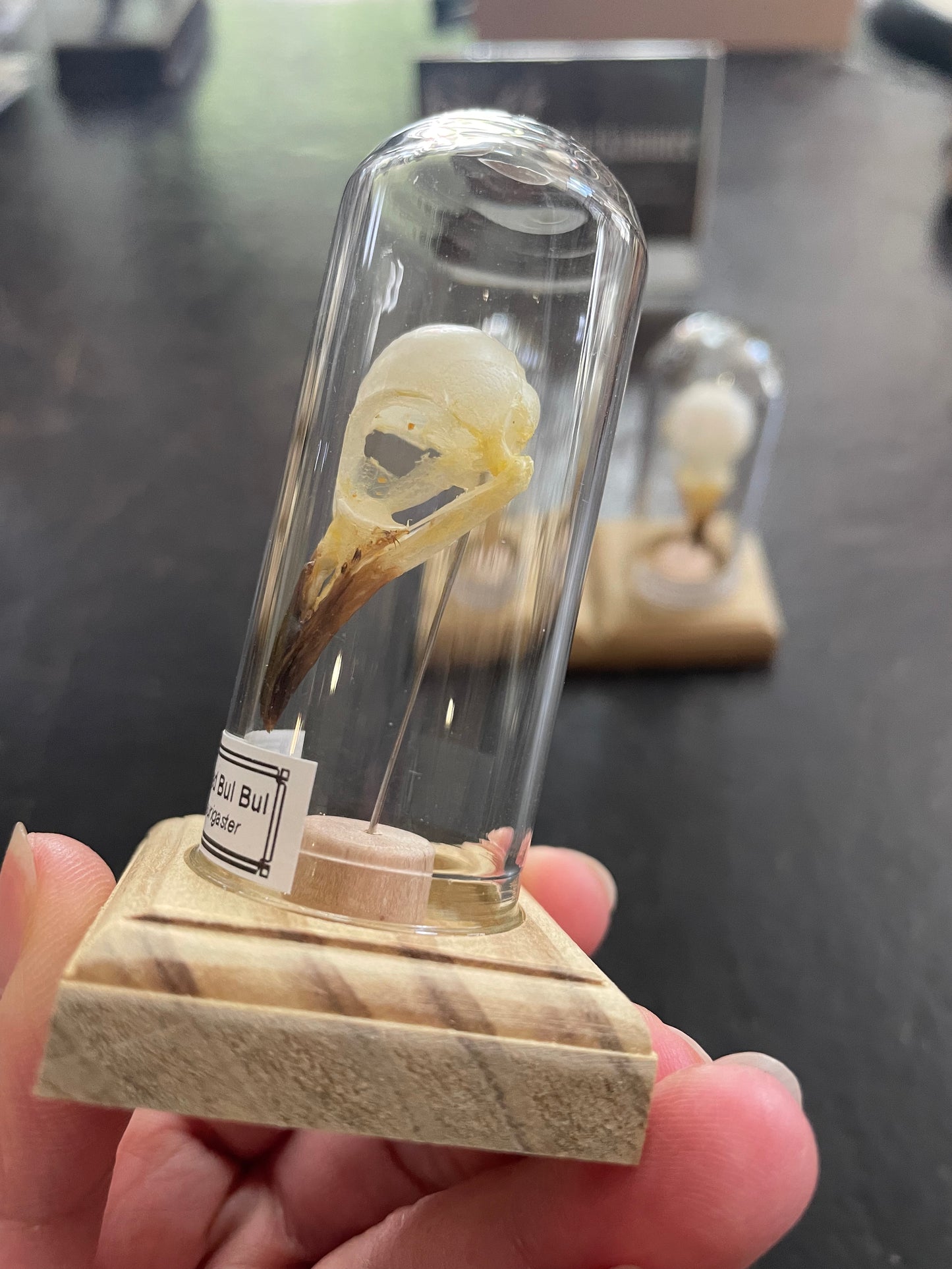 Sooty headed bulbul skull