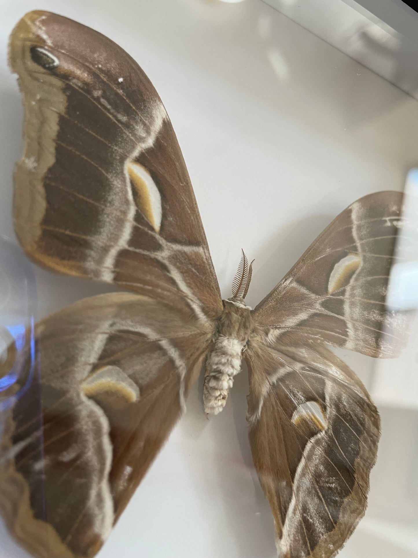 The Ailanthus Silkmoth