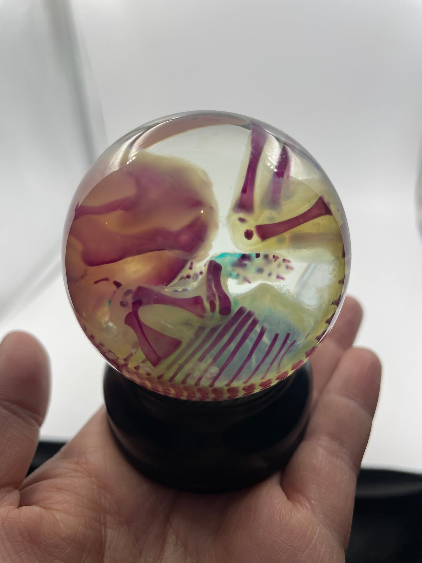 Diaphonised Rabbit Fetus