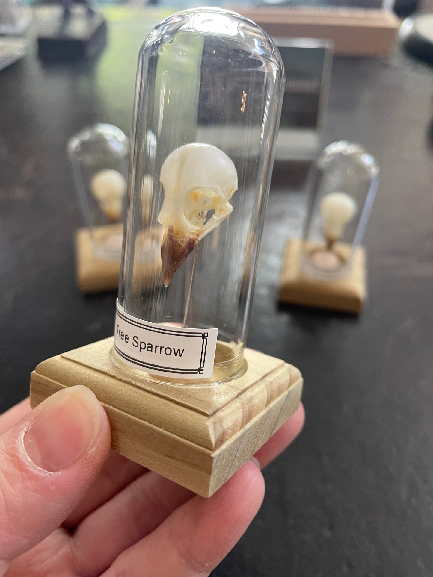 Tree sparrow skull