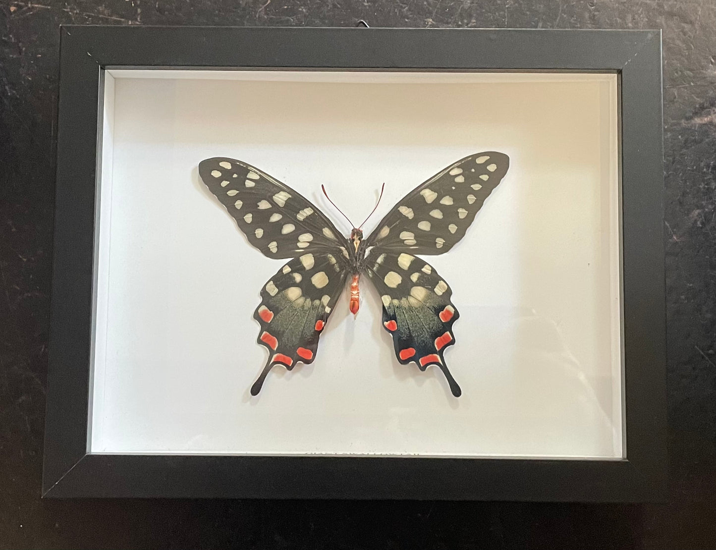 Giant Swallowtail, Madagascar