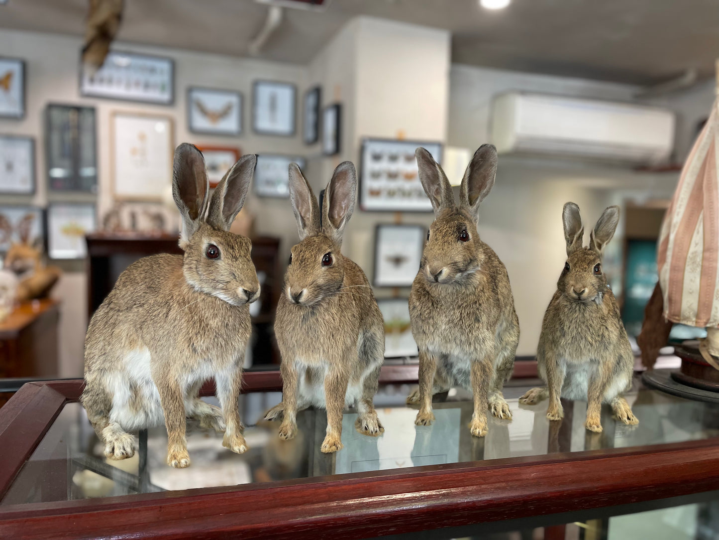 Taxidermy wild rabbits