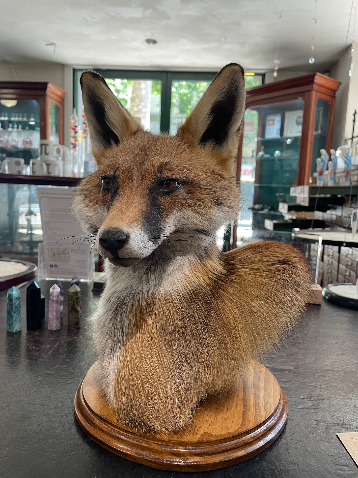 Taxidermy fox head