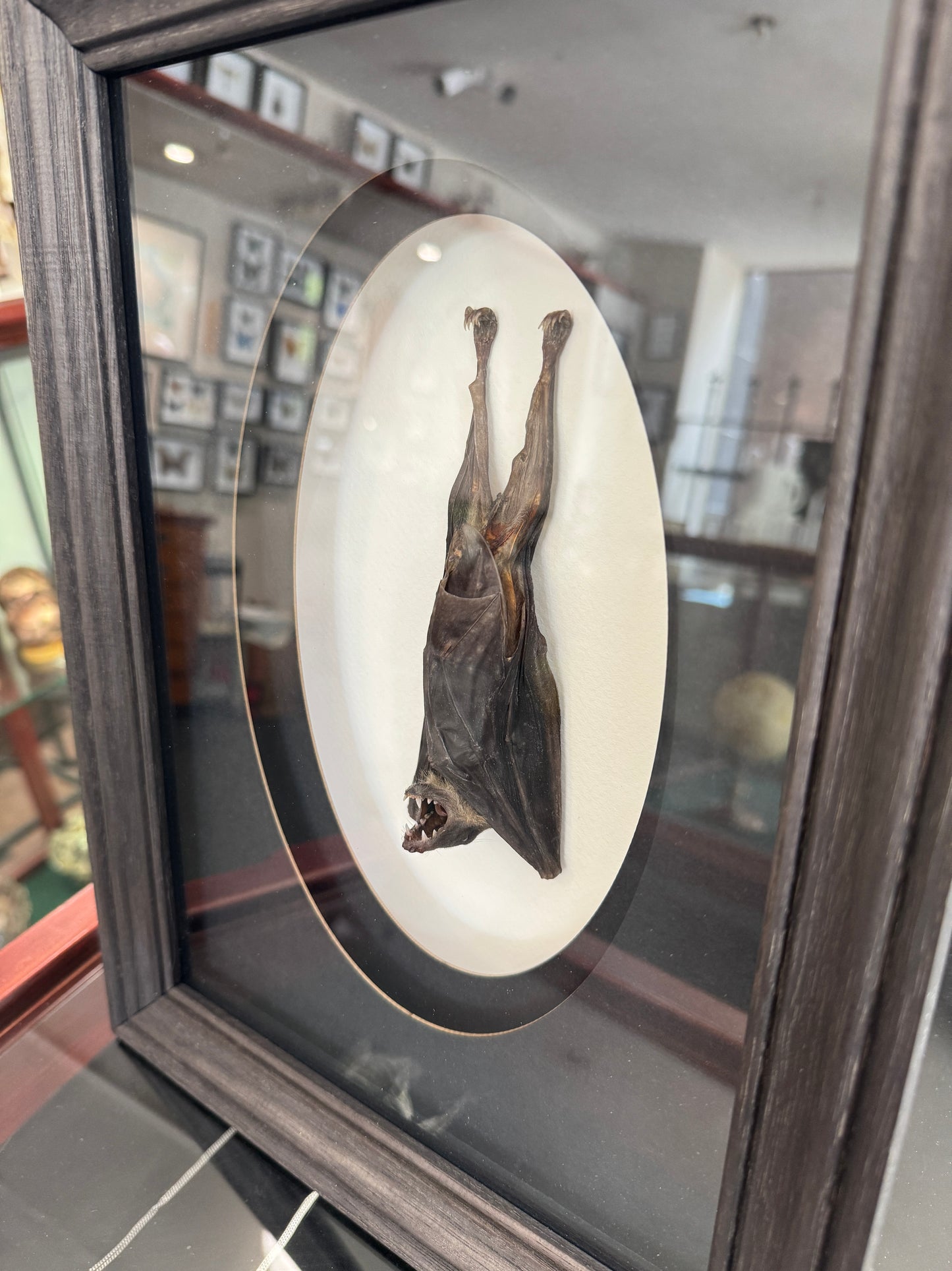 Hanging bat