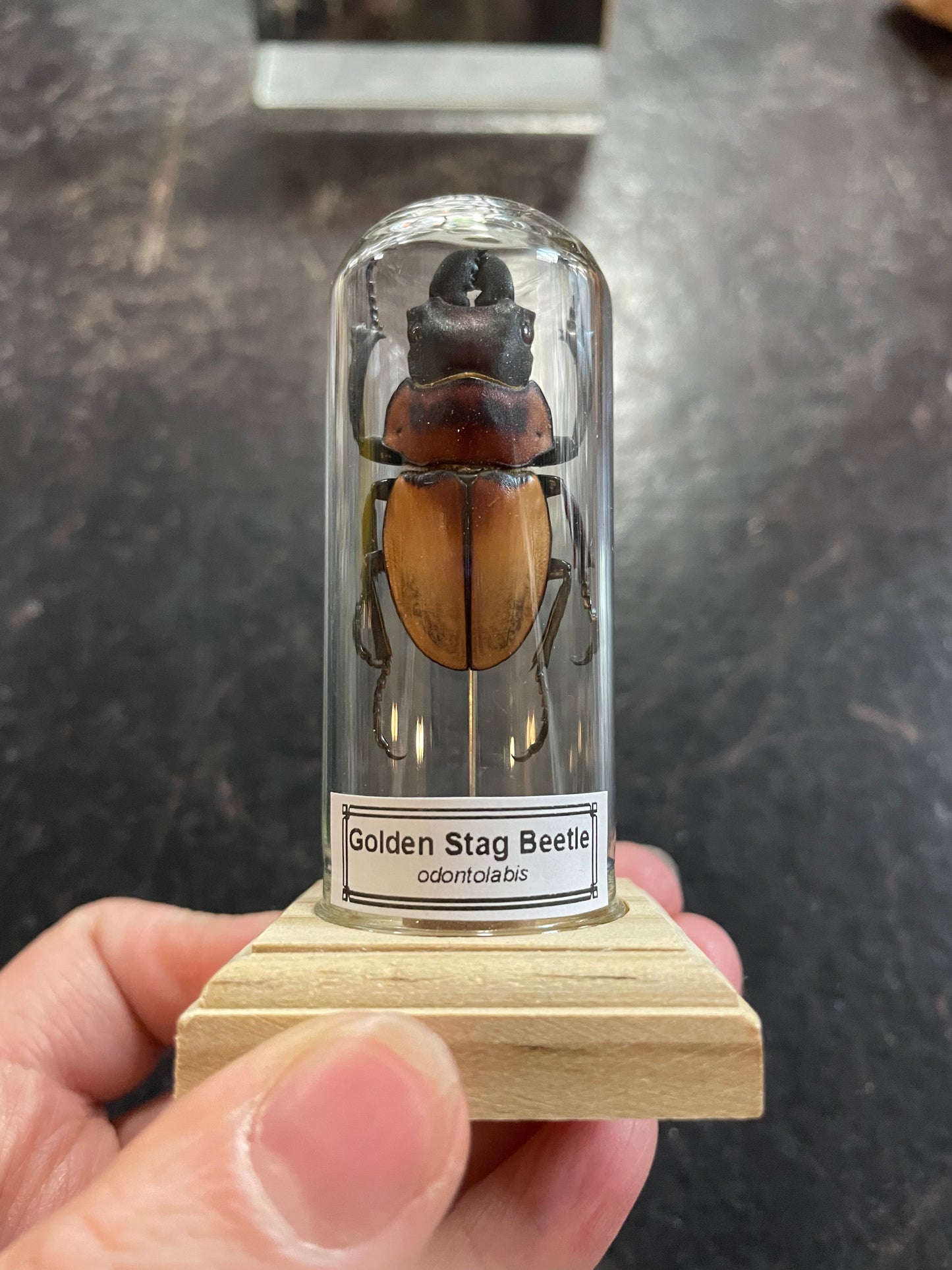 Golden stag beetle