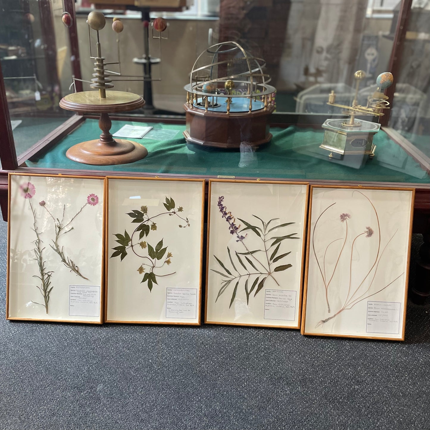 Framed Botanical Specimens