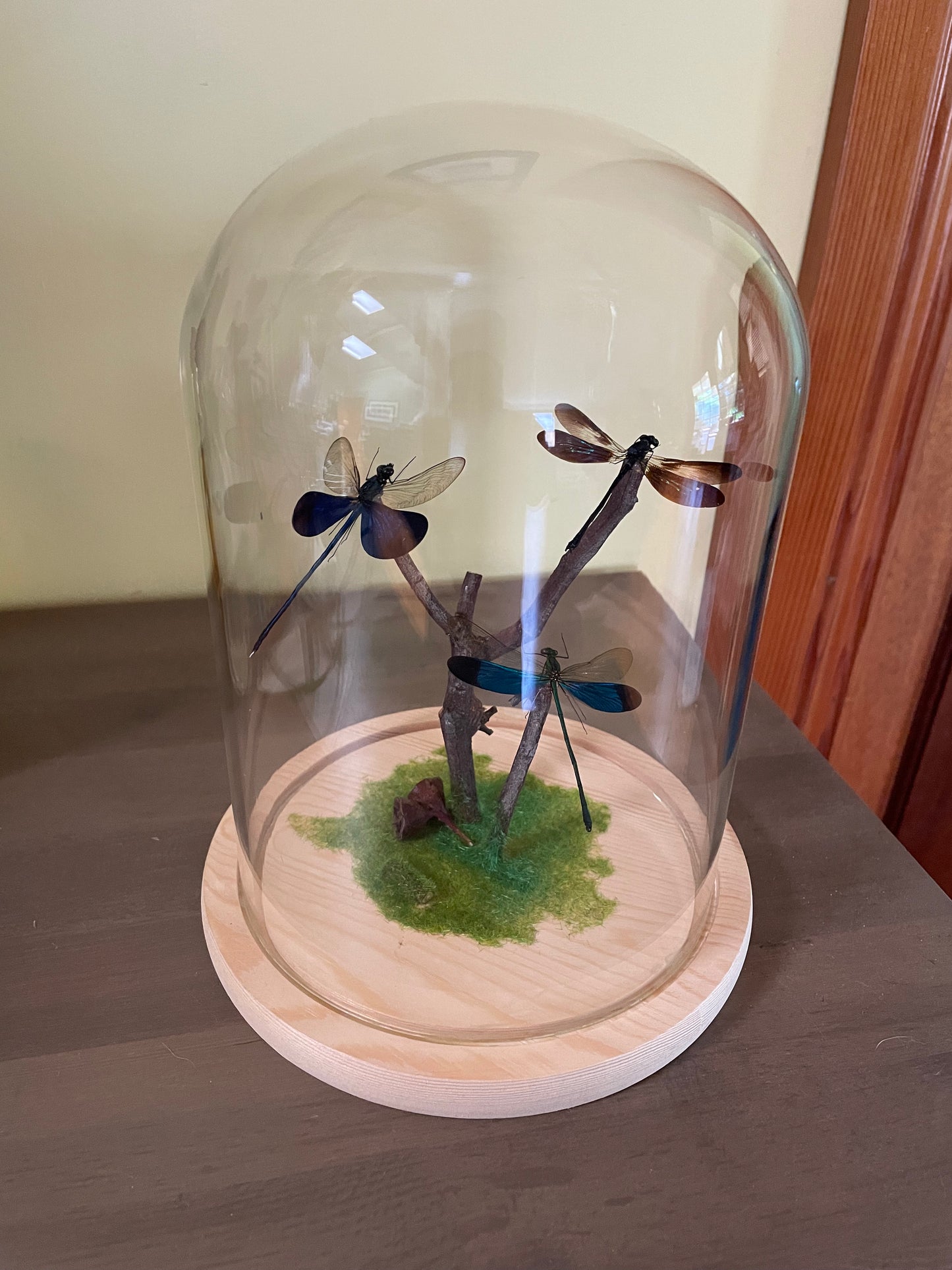 Assorted Damselflies in glass dome