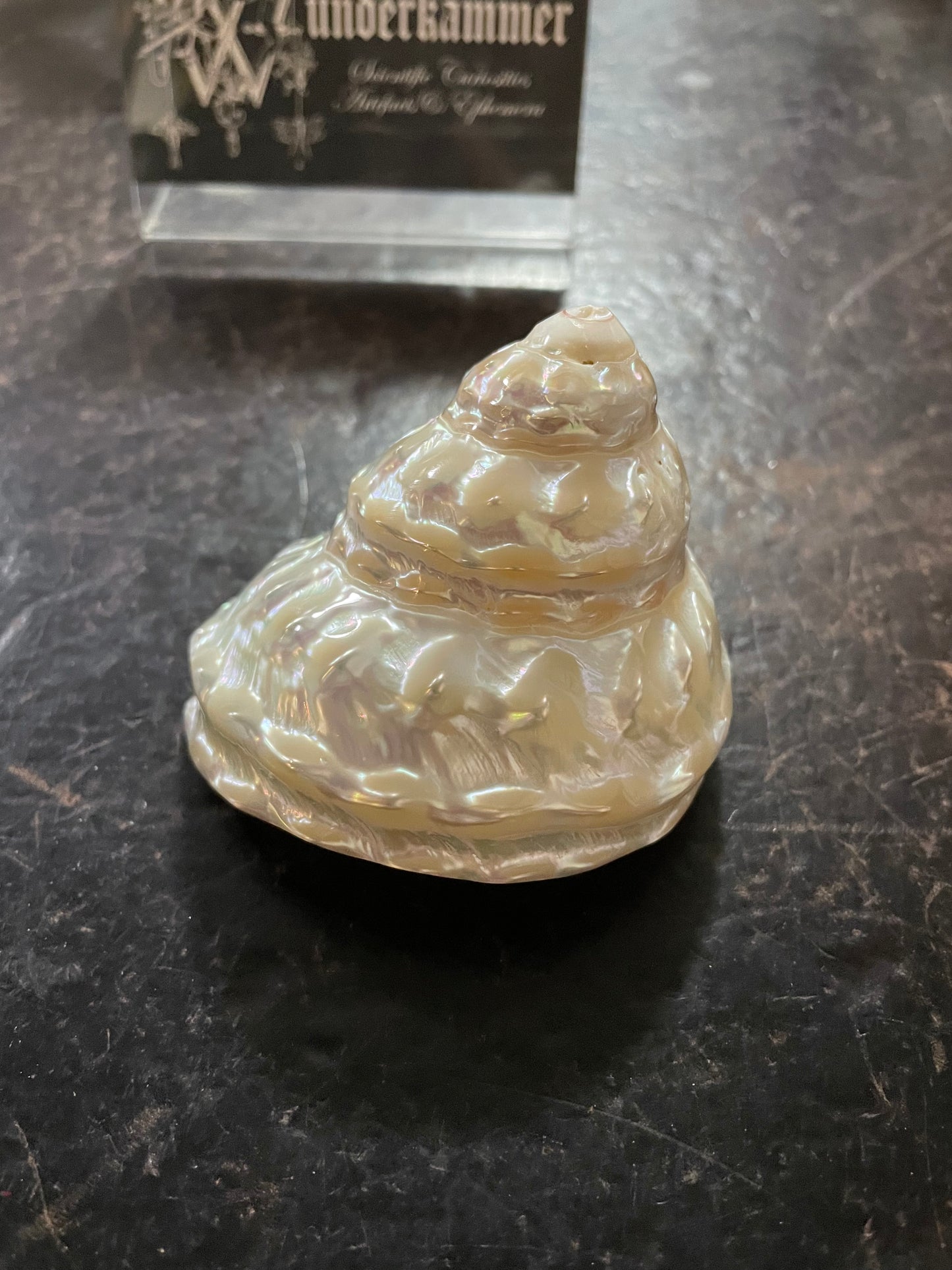 Pearlised Wavy Top Turbo Shell