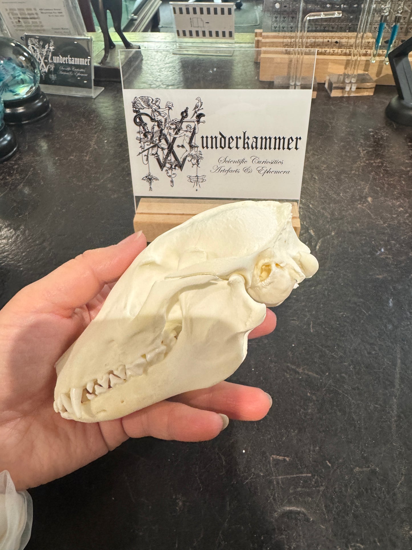 Raccoon Dog Skull