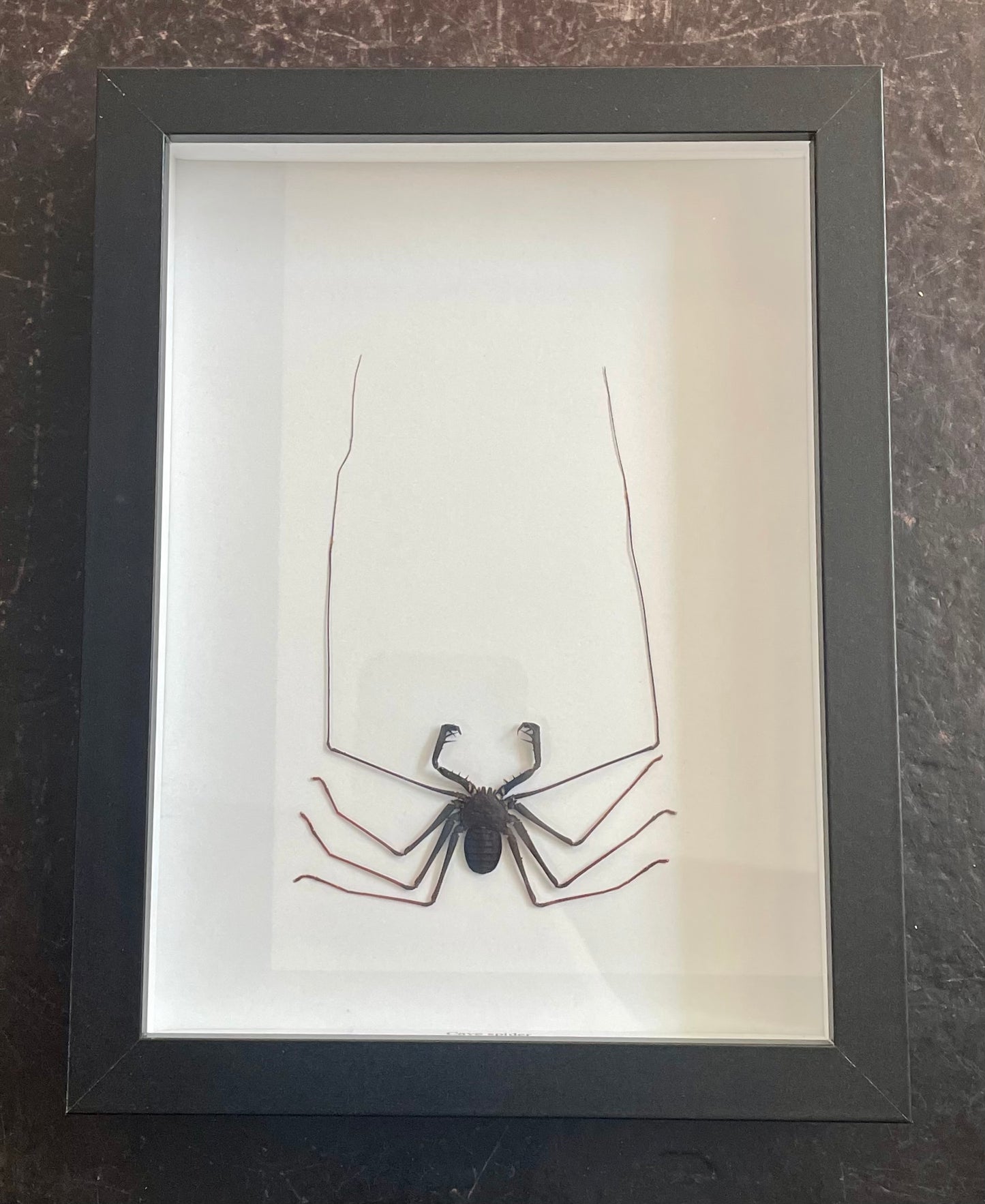 Cave spider