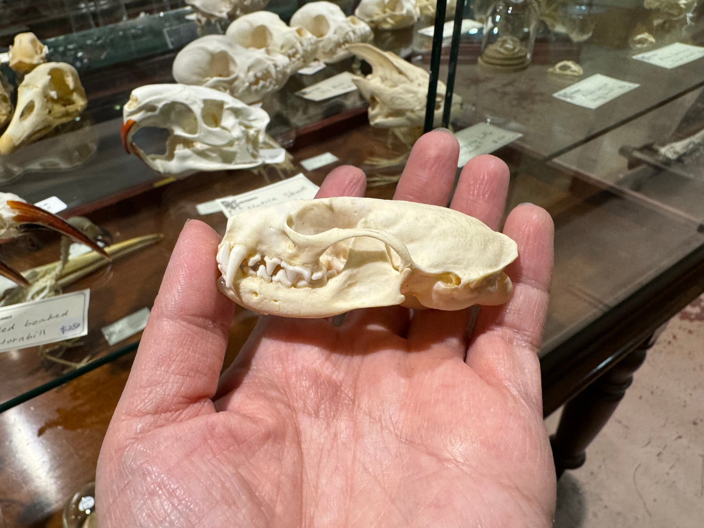 Mink skull