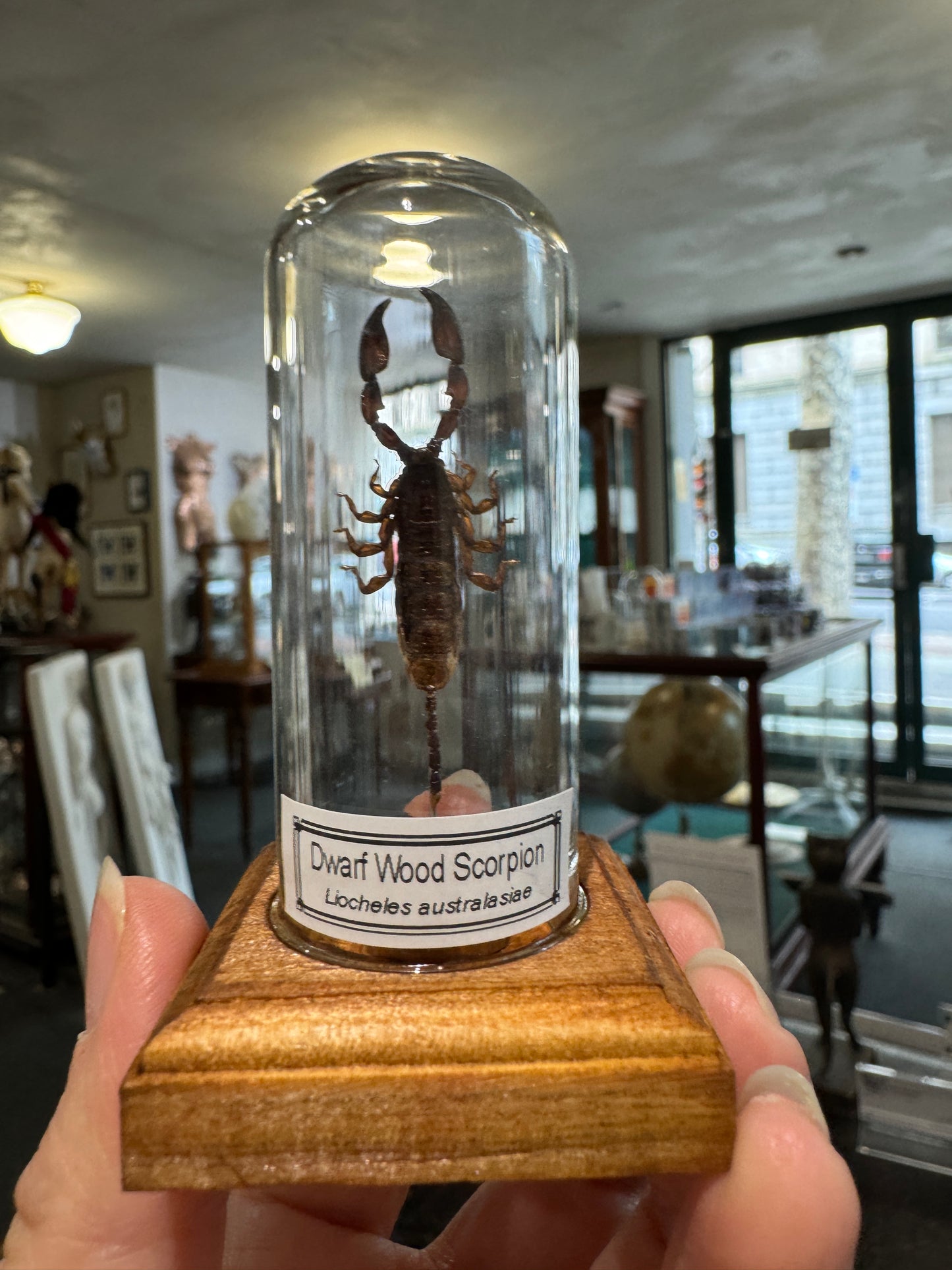 Beetles in little glass dome