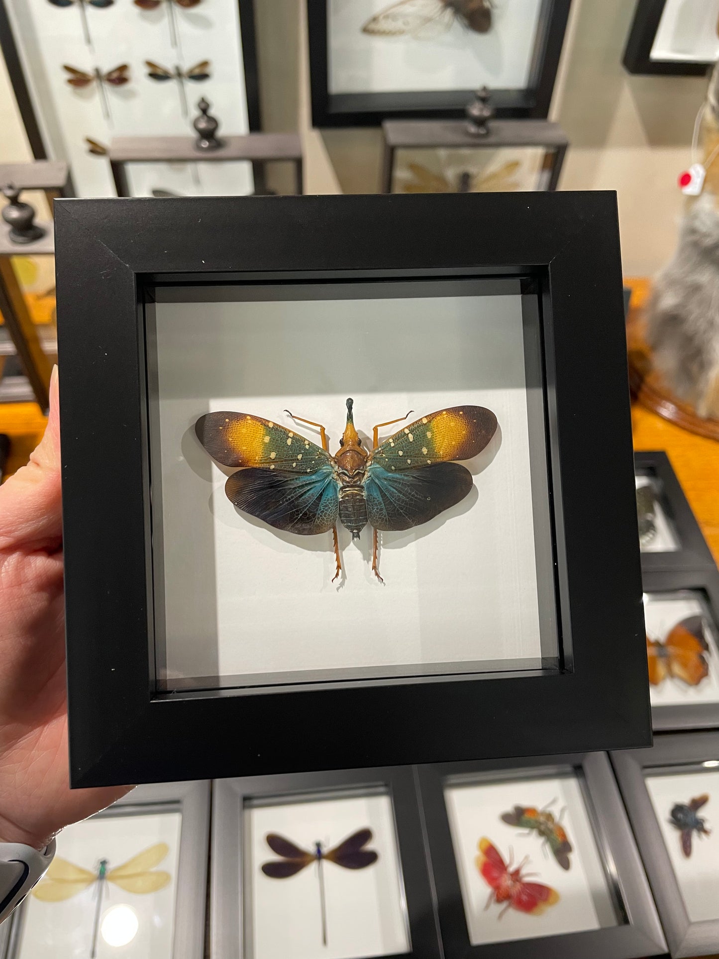 Butterflies/beetles/insects in small frame