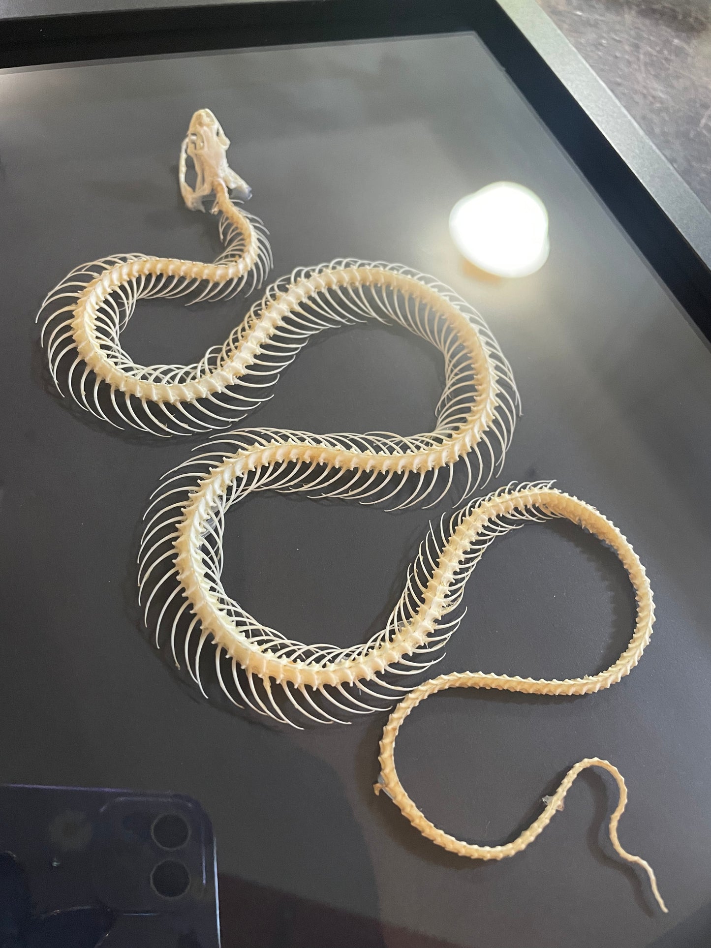 Rice paddy snake skeleton