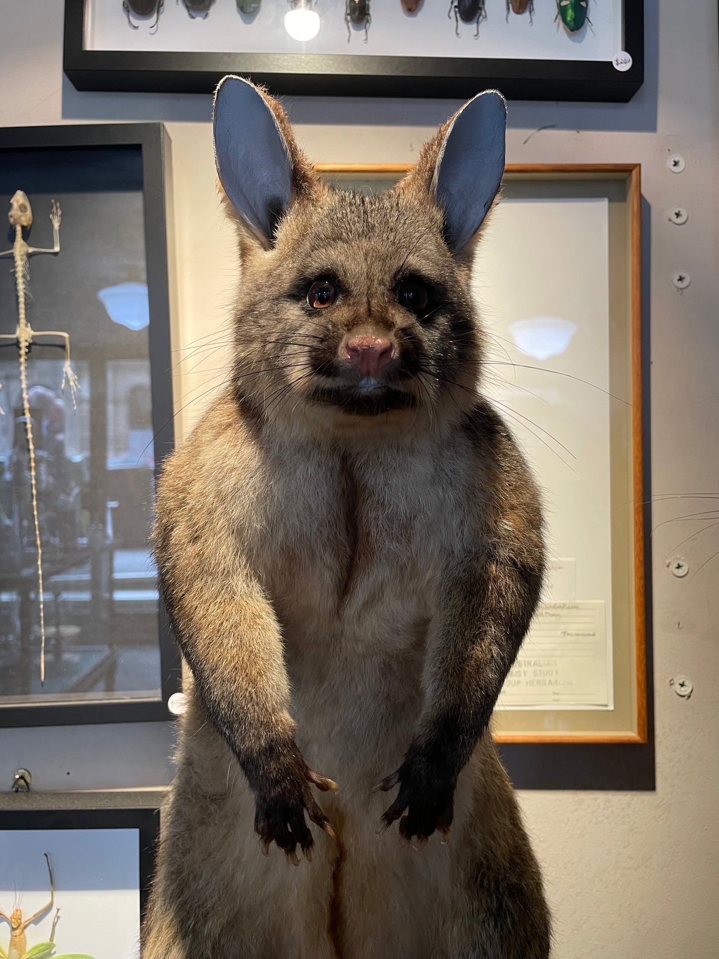 Taxidermy Brushtail Possum