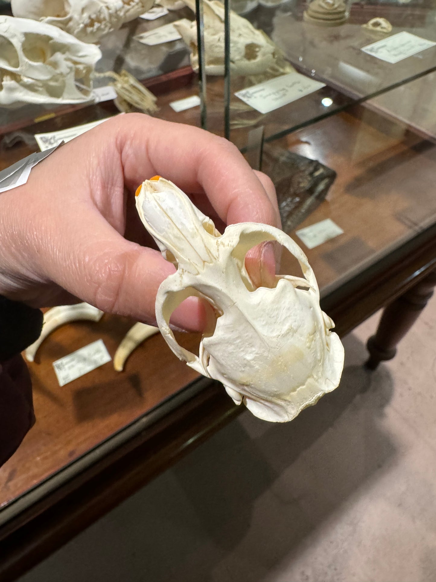 Muskrat skull