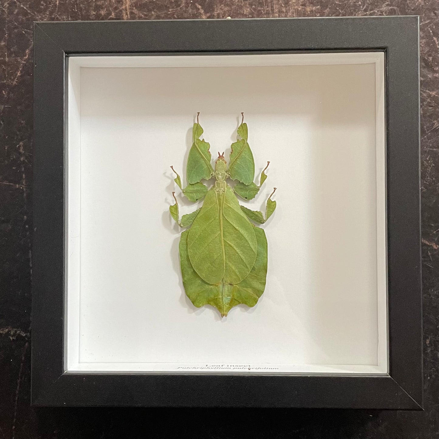 Leaf insect