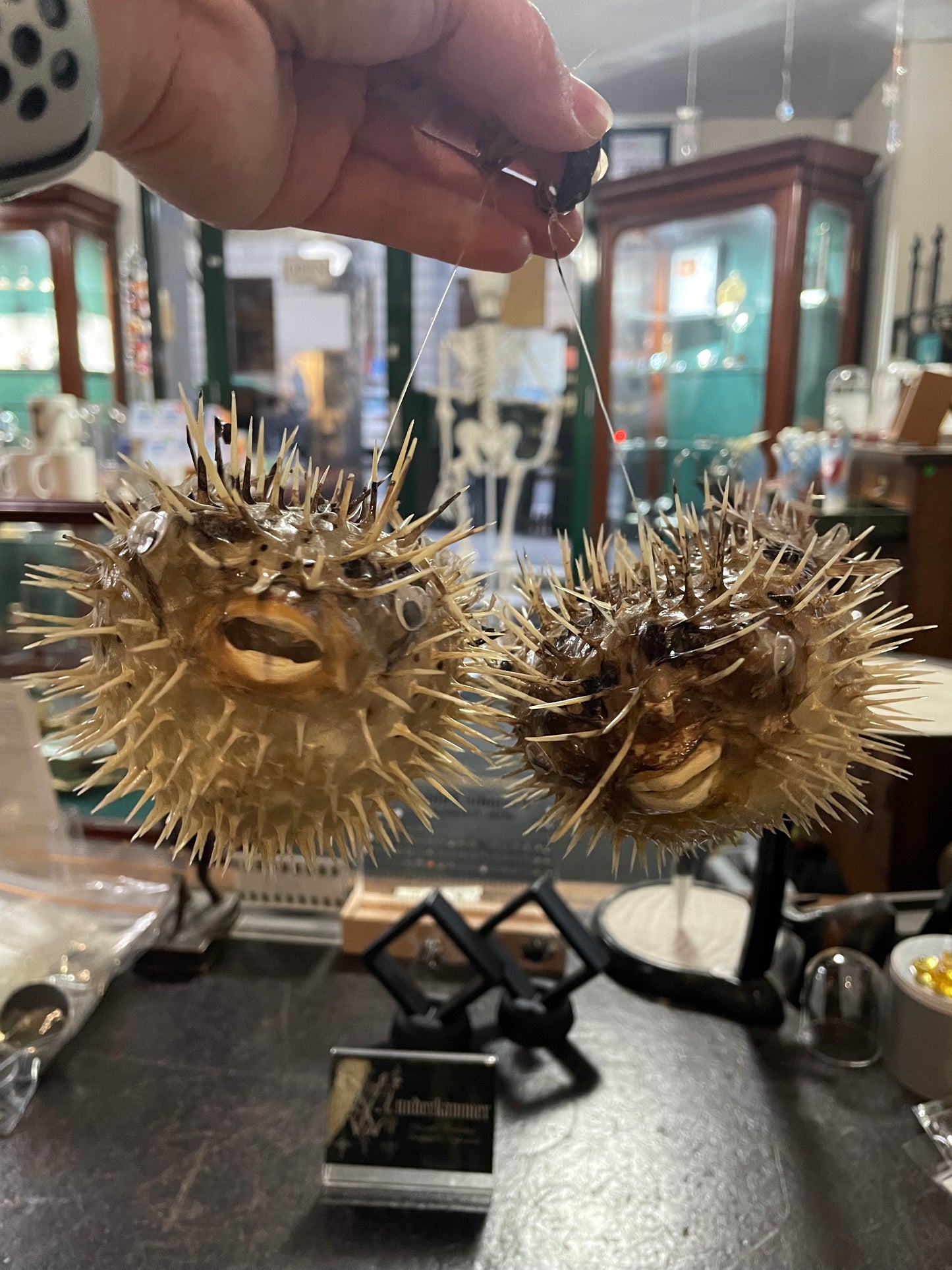 Taxidermy Porcupine Fish