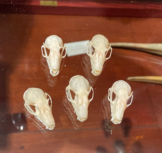 Fruit Bat Skulls