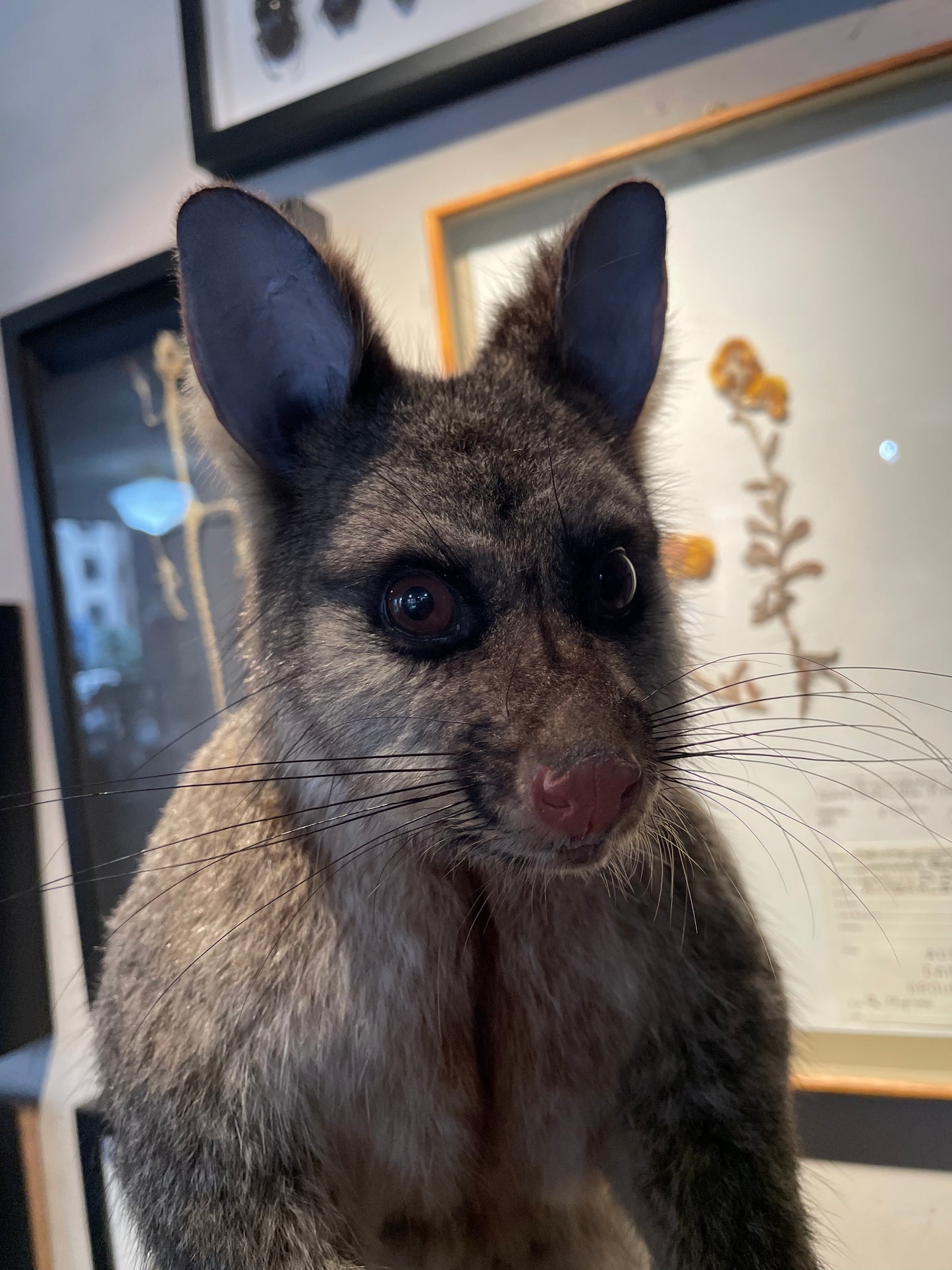 Taxidermy Brushtail Possum