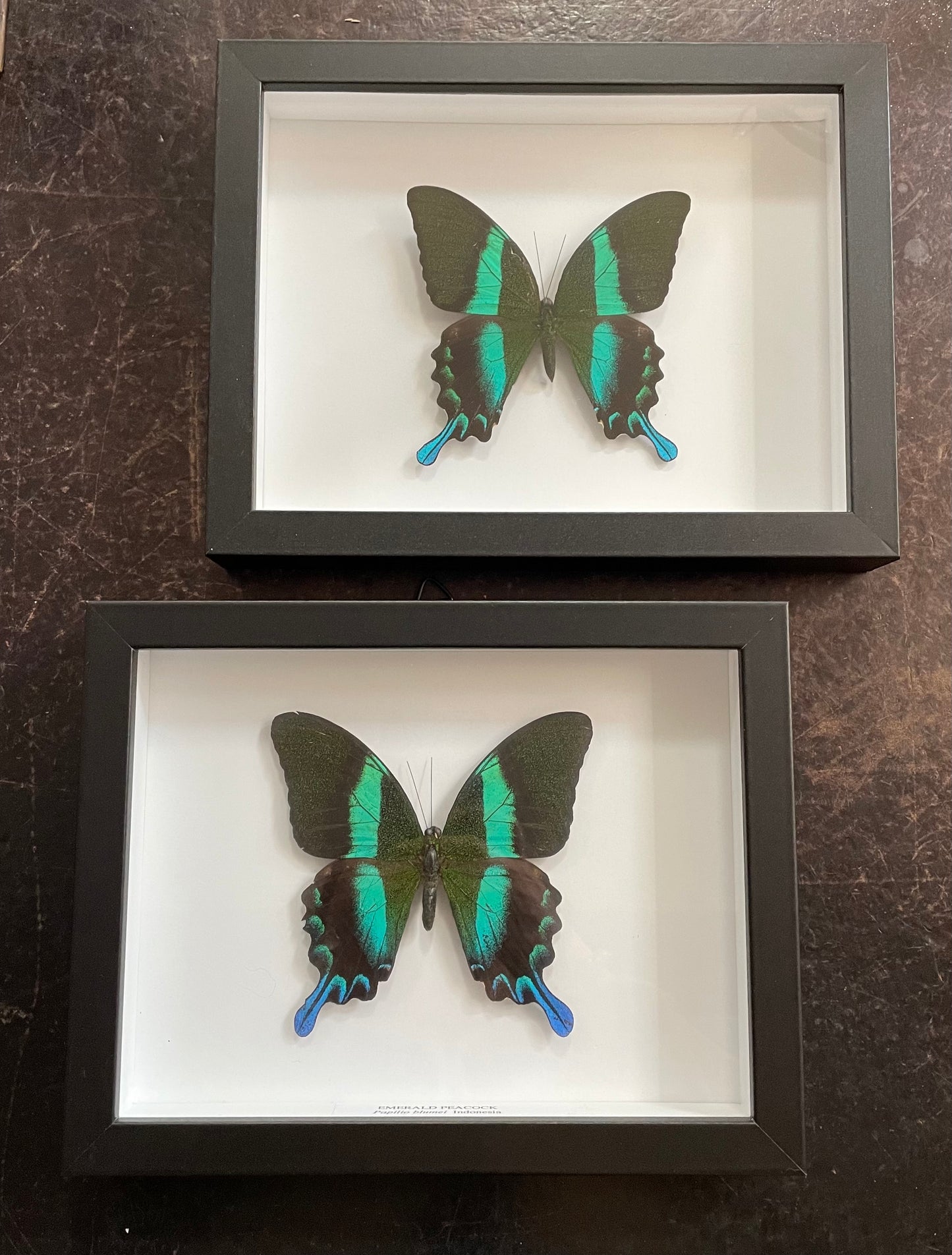 Emerald Peacock Butterfly