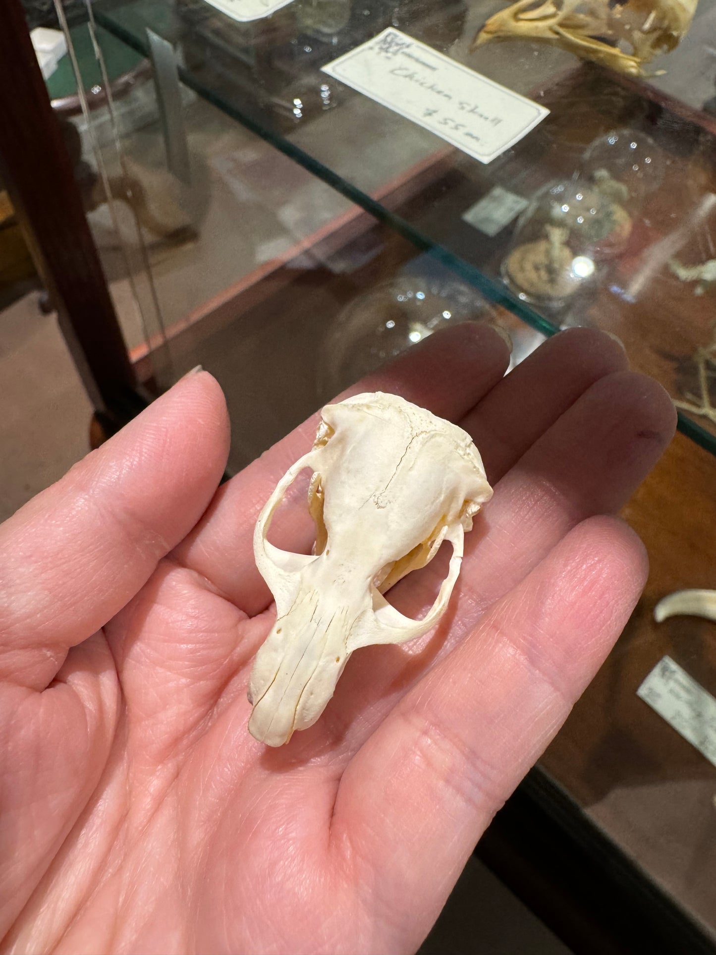 Pocket gopher skull