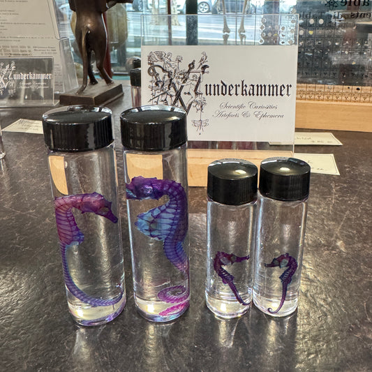 Diaphonised Seahorses