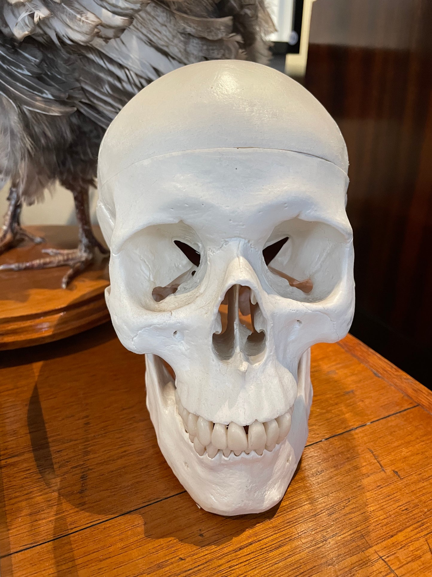 Replica Human Skull