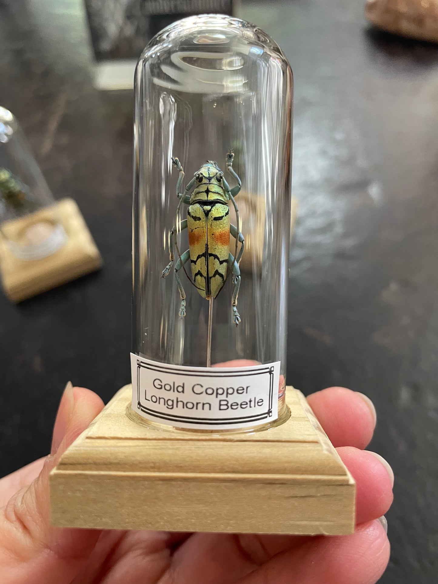 Gold copper longhorn beetle