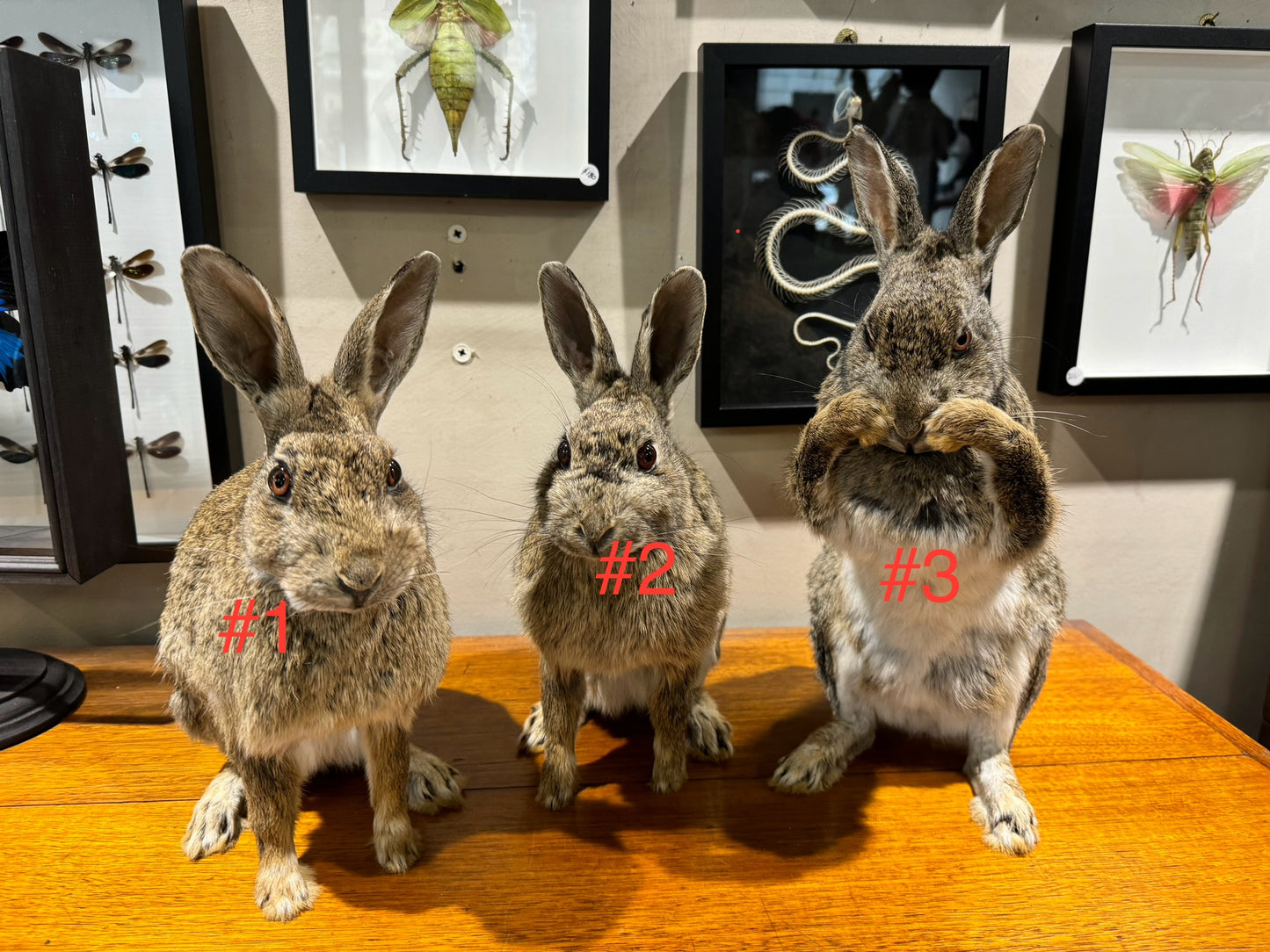 Taxidermy rabbits